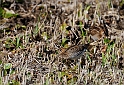 Snipe